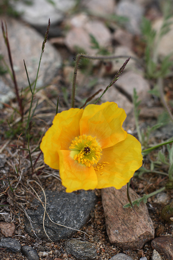 Изображение особи род Papaver.