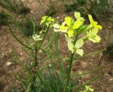 Erysimum flavum. Верхушка цветущего и плодоносящего растения. Иркутская обл., оз. Байкал, о. Ольхон, окр. урочища Хадай, степь. 25.07.2012.