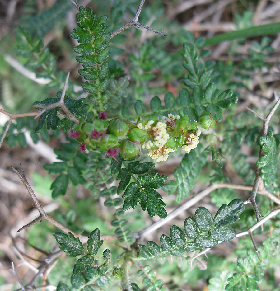 Изображение особи Sarcopoterium spinosum.