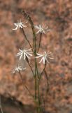 Silene alexandrae