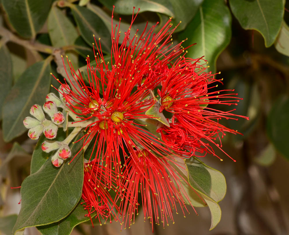 Изображение особи Metrosideros excelsa.