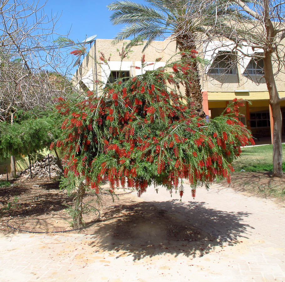 Изображение особи Callistemon phoeniceus.