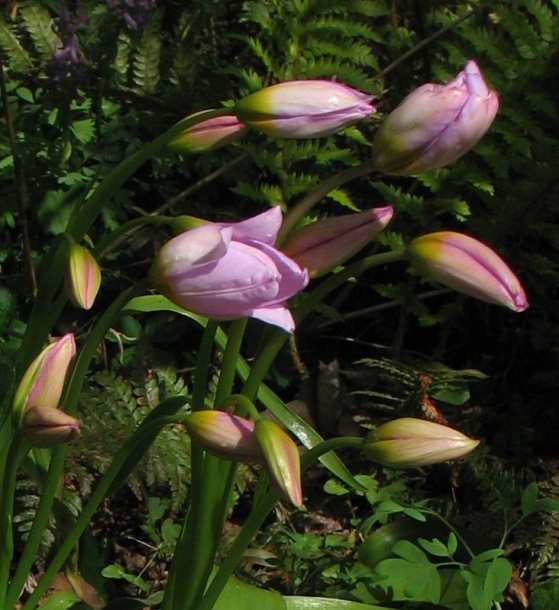 Image of Tulipa saxatilis specimen.