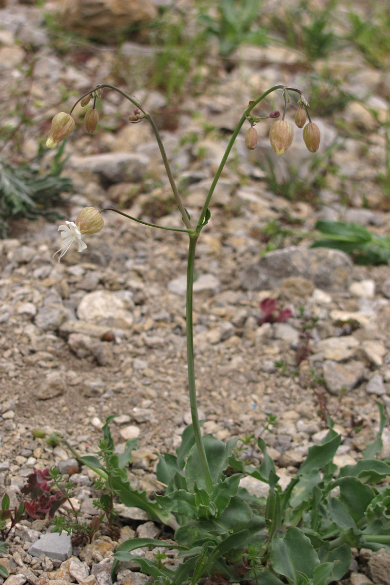Image of Oberna behen specimen.