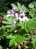 Cardamine quinquefolia. Соцветие. Ставропольский край, г. Кисловодск, Курортный парк верхний, лес в долине горного ручья. 03.04.2013.