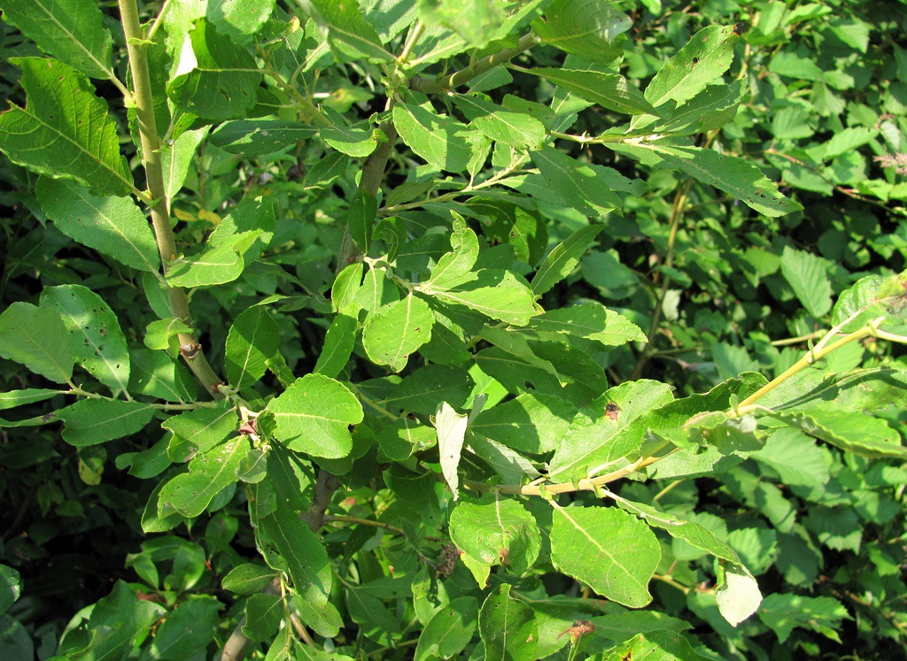 Image of Salix × reichardtii specimen.