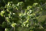 Fraxinus excelsior