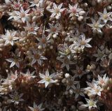 Sedum hispanicum