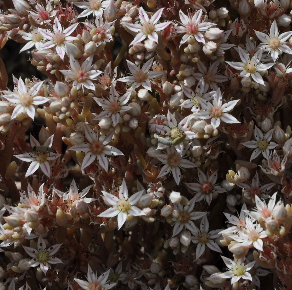 Image of Sedum hispanicum specimen.