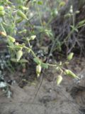 Cerastium schmalhausenii