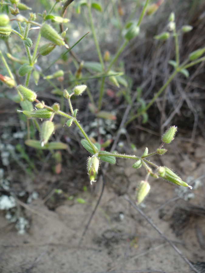 Изображение особи Cerastium schmalhausenii.