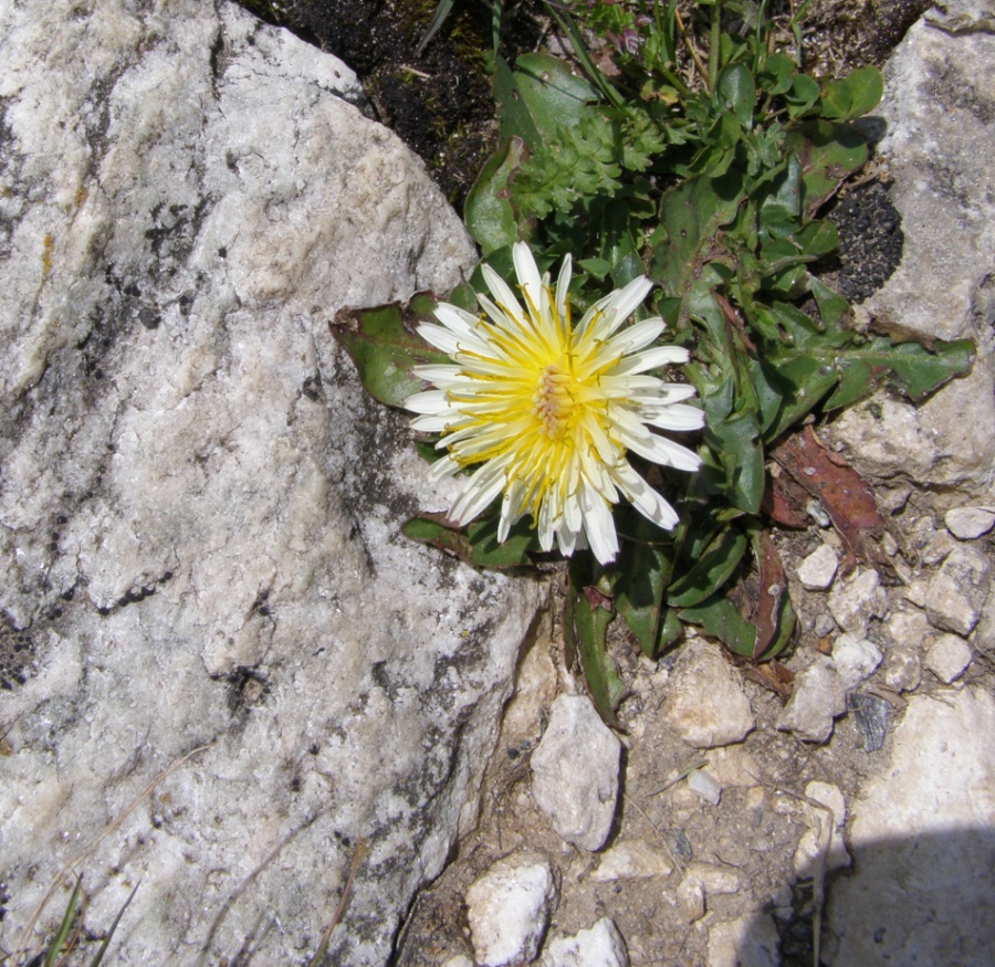 Изображение особи Taraxacum confusum.