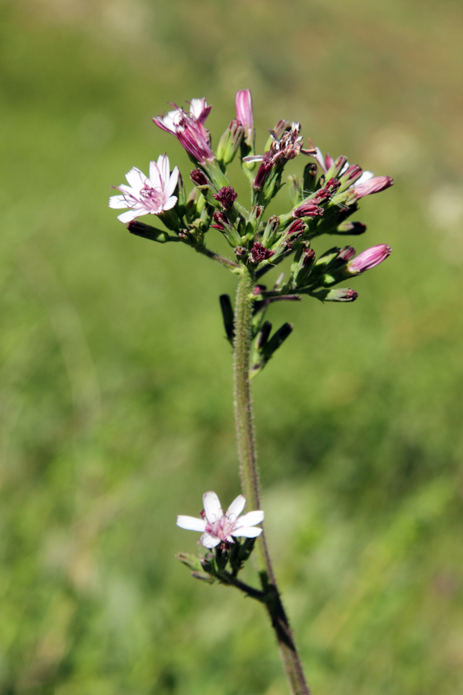 Image of Cicerbita rosea specimen.