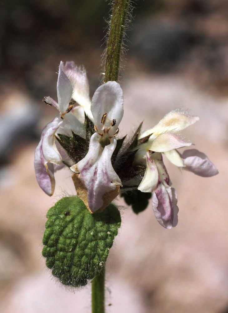 Изображение особи Stachys hissarica.