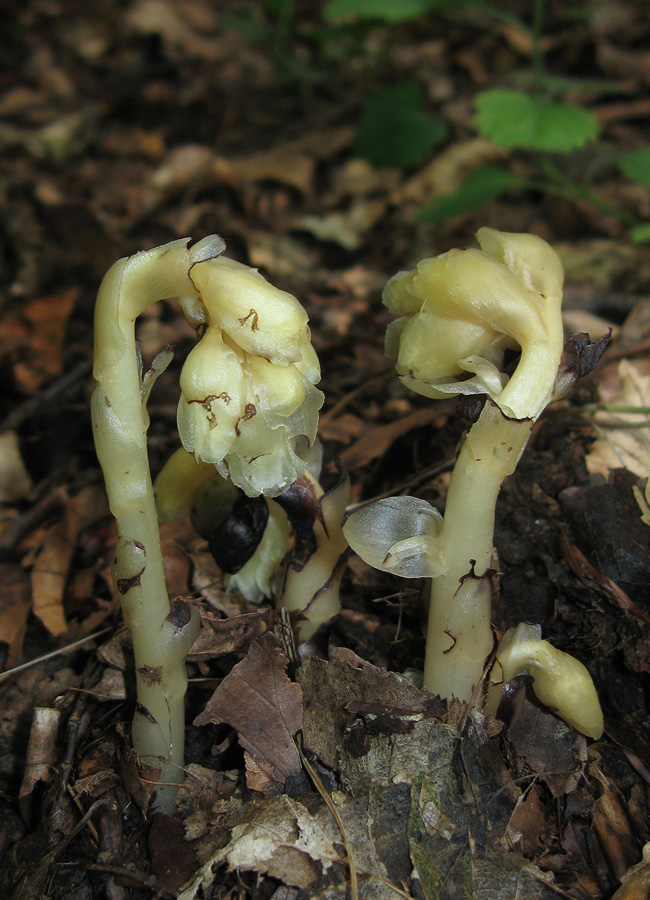 Image of Hypopitys hypophegea specimen.