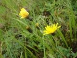 genus Hieracium