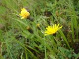 род Hieracium