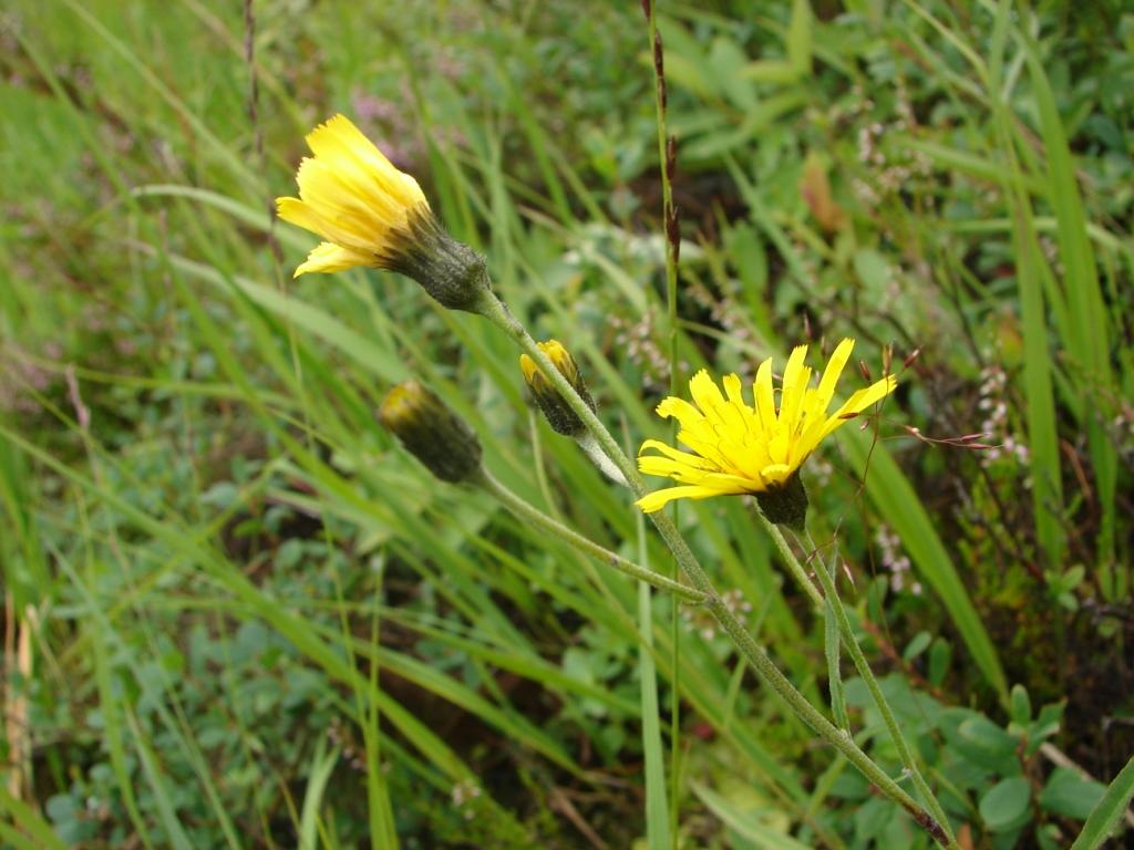 Image of genus Hieracium specimen.