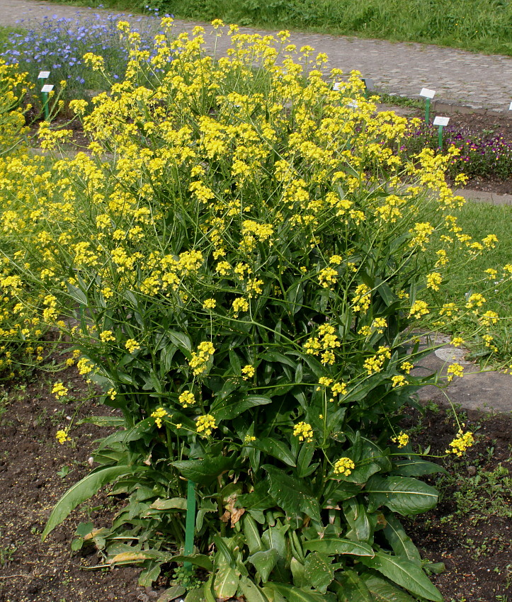 Изображение особи Bunias orientalis.