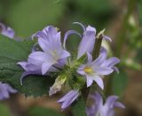 Campanula trachelium