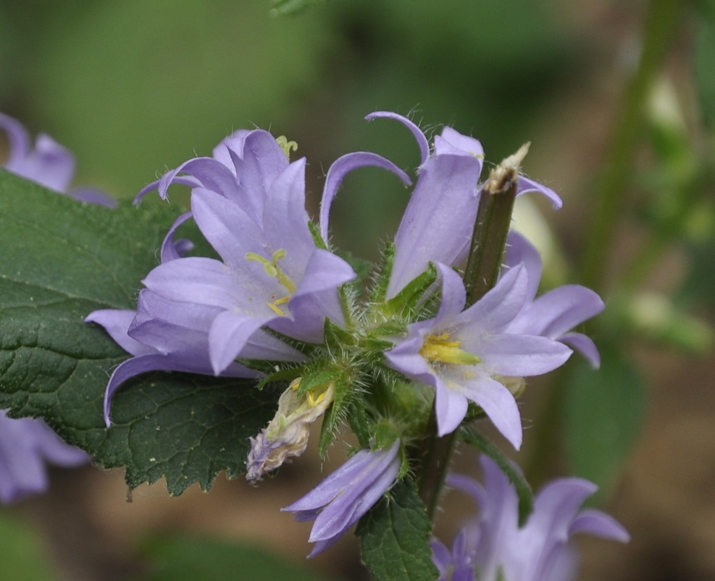 Изображение особи Campanula trachelium.