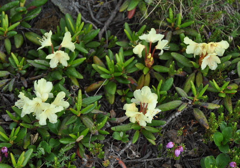 Image of Rhododendron aureum specimen.