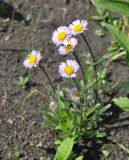 Erigeron thunbergii. Цветущее растение c кормящейся журчалкой. Камчатский край, Ключевская группа вулканов, окр. перевала Толуд. 19.07.2013.