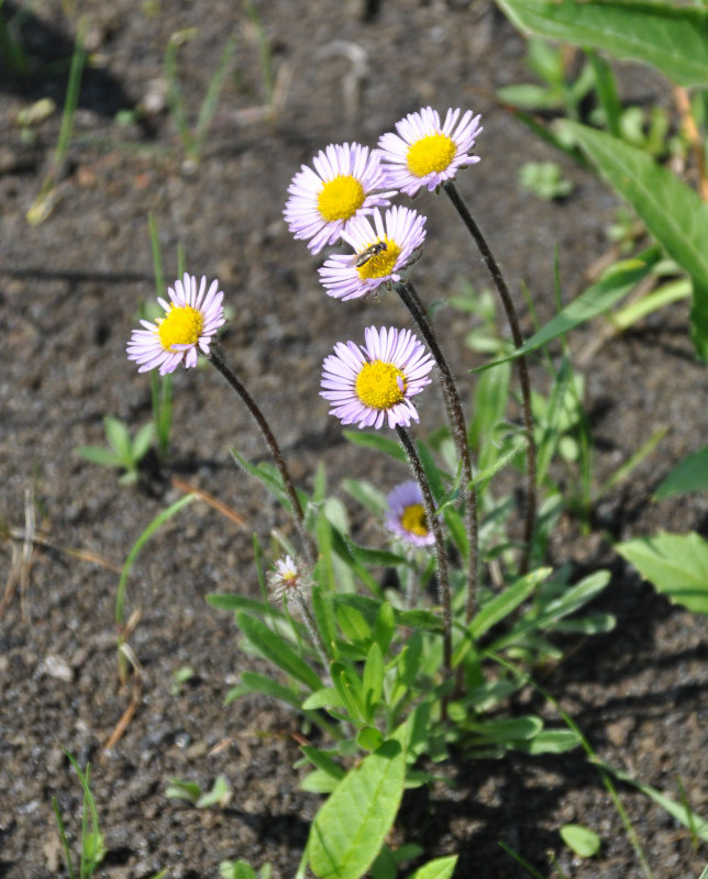 Изображение особи Erigeron thunbergii.