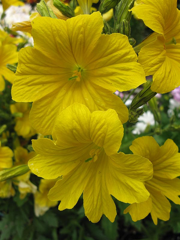 Image of Salpiglossis sinuata specimen.