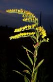 Solidago gigantea. Верхушка цветущего растения. Ростовская обл., дельта Дона, Азовский р-н, окр. хутора Курган, остепнённый луг. 04.08.2012.