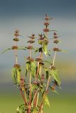 Phlomoides tuberosa