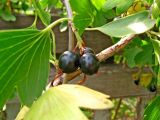 Ribes aureum