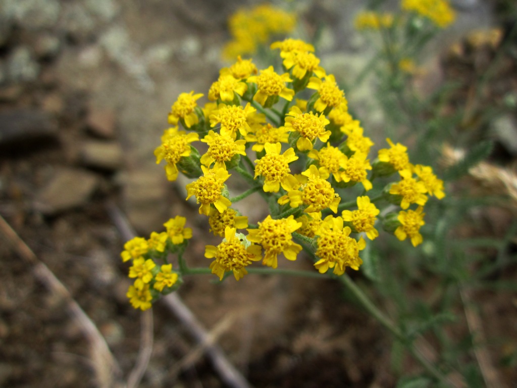 Изображение особи Achillea leptophylla.