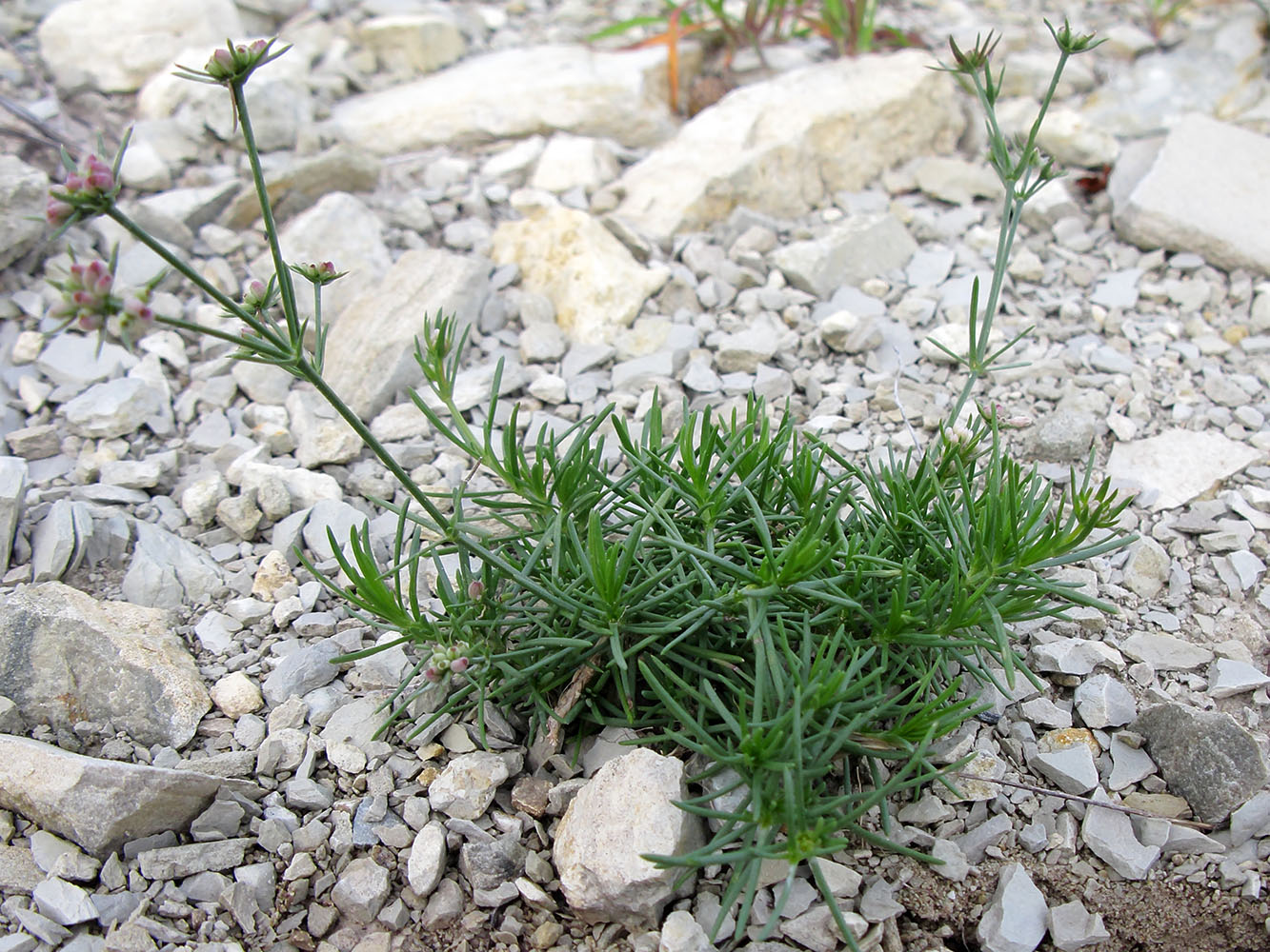 Image of Asperula lipskyana specimen.