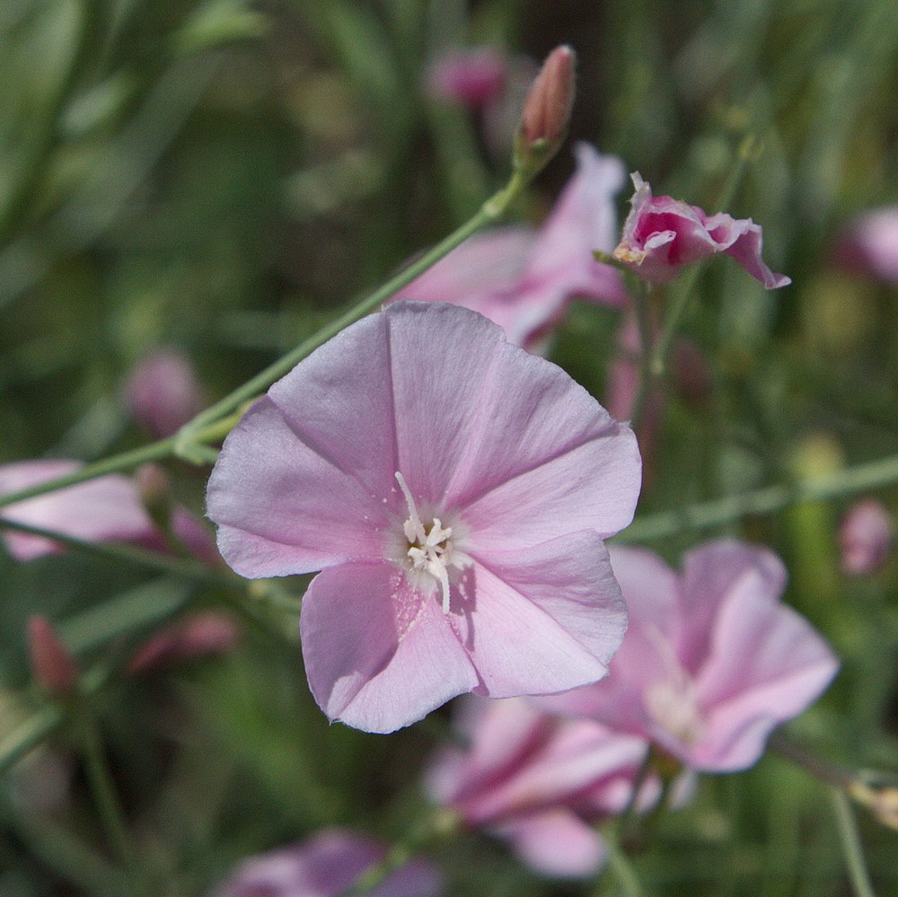 Изображение особи Convolvulus pseudocantabrica.