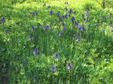 Iris sibirica. Цветущие растения. Горный Крым, Долгоруковская яйла. 27 апреля 2013 г.
