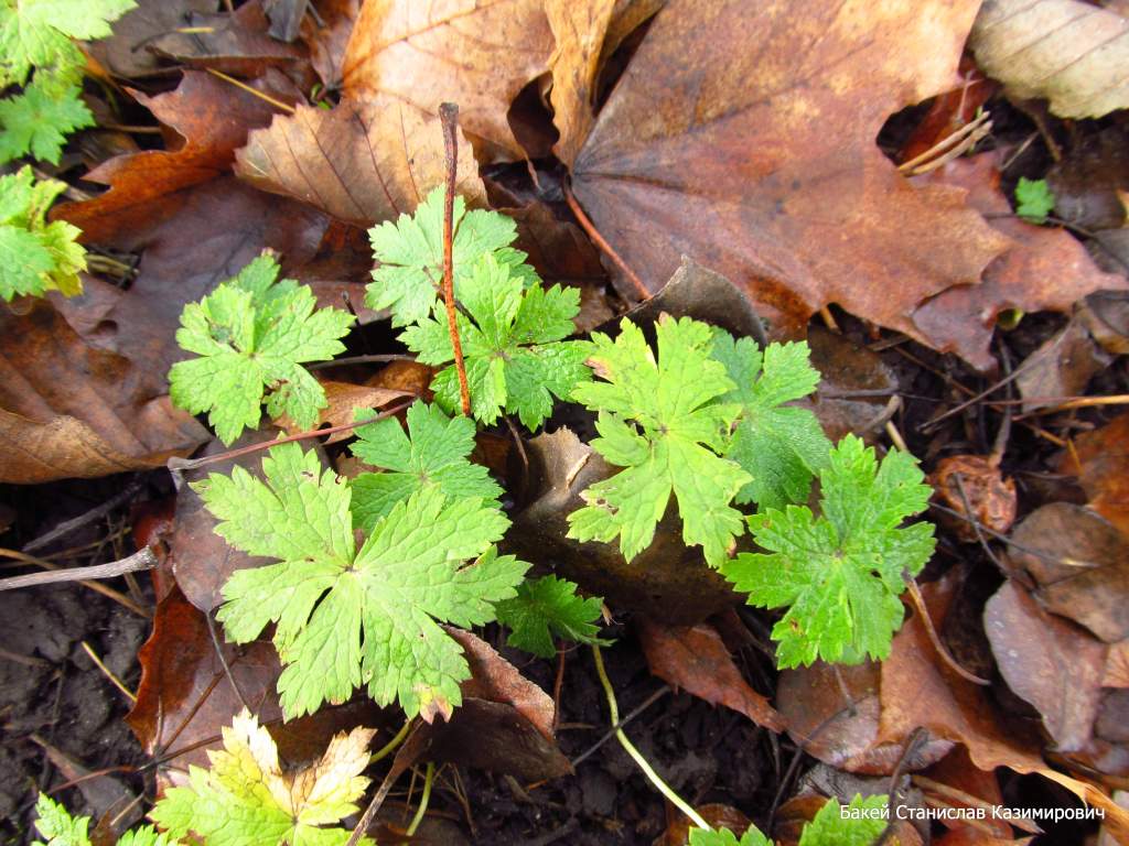 Изображение особи Geranium phaeum.