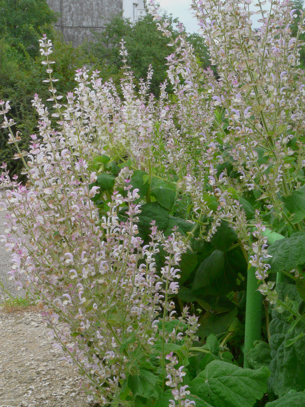 Image of Salvia sclarea specimen.