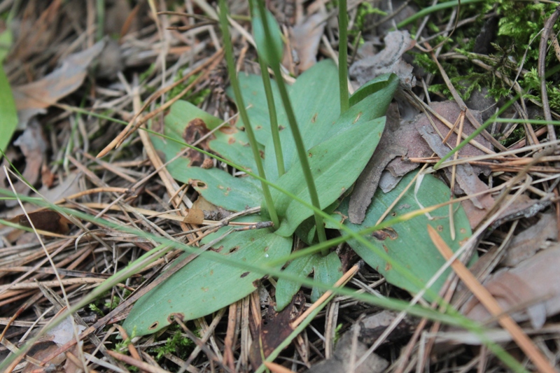 Image of Neottianthe cucullata specimen.