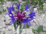 Centaurea depressa