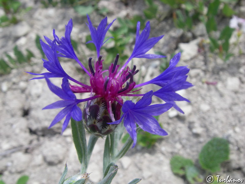 Image of Centaurea depressa specimen.