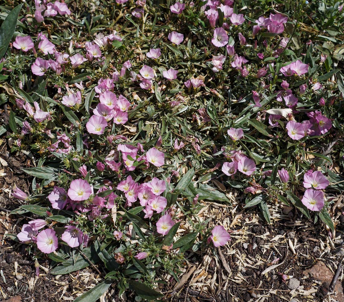 Изображение особи Convolvulus lineatus.