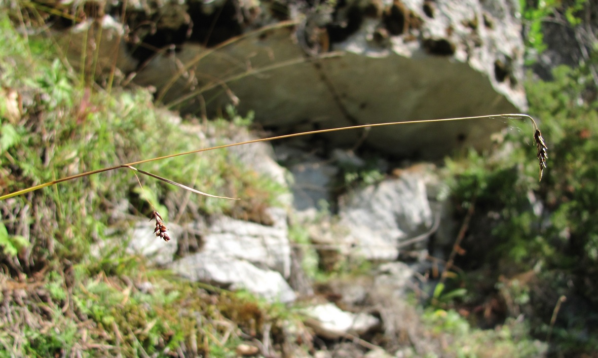 Image of Carex capillaris specimen.