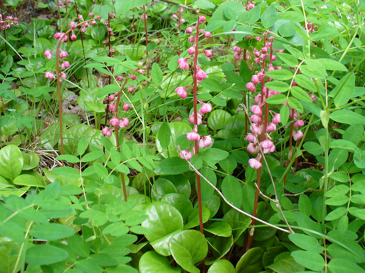 Изображение особи Pyrola incarnata.