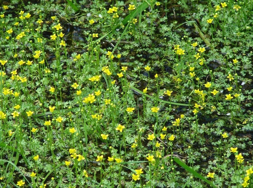 Image of Ranunculus gmelinii specimen.