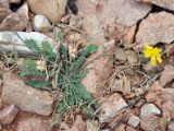 Launaea crepoides. Цветущее растение. Сокотра, окр. г. Хадибо. 30.12.2013.