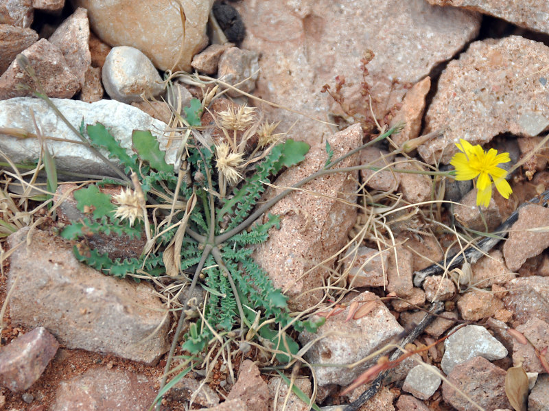 Image of Launaea crepoides specimen.