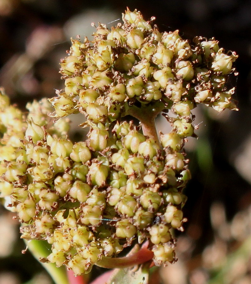 Image of genus Hylotelephium specimen.