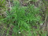 Echinops crispus