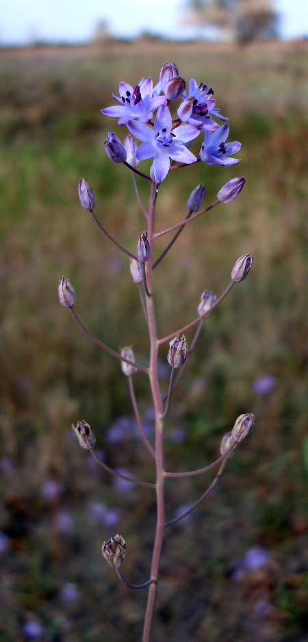 Image of Prospero autumnale specimen.